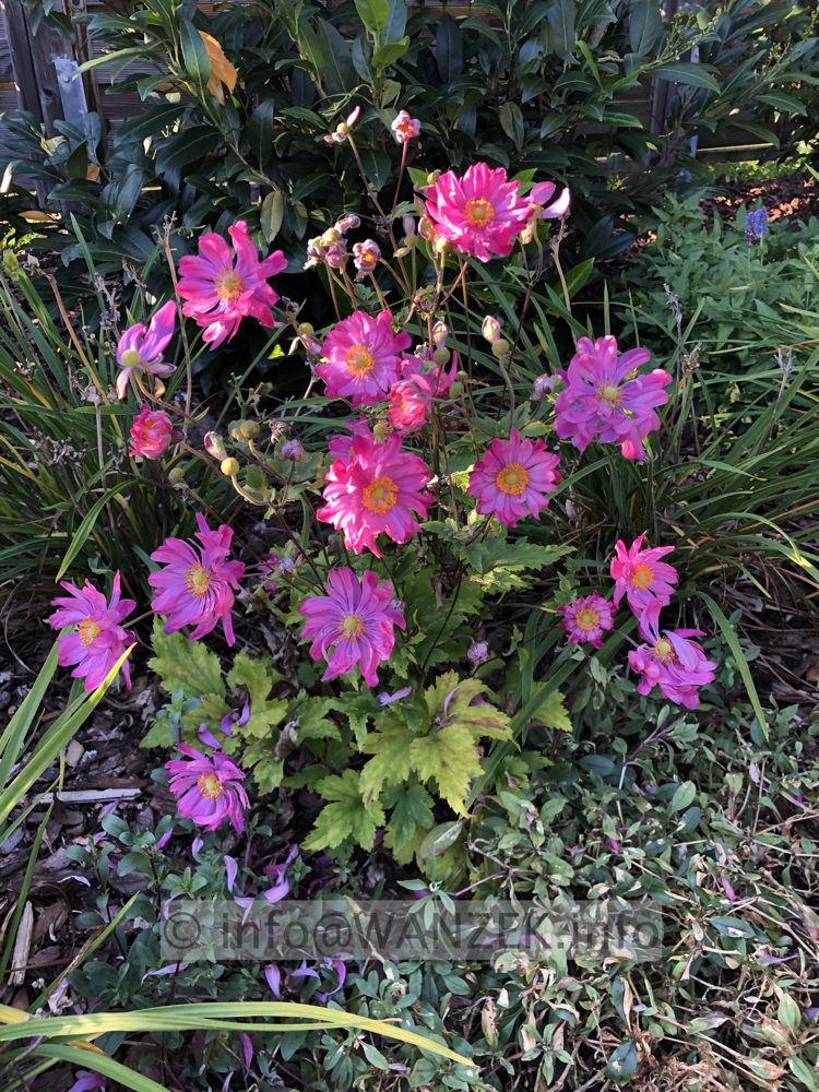 Anemone japonica Pamina.jpg